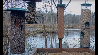 Sound The Alarm Adult Coopers Hawk Swoops Into the Treman Feeder Garden – Nov 12 2024 [upl. by Aknaib]