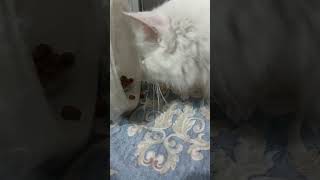 When nobody was home My Cat Stolen Food bravely catlover cat food hungry cute [upl. by Shea]