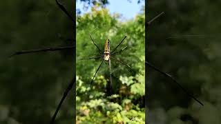 Nephila pilipes Giant golden orb weaver [upl. by Sweet]