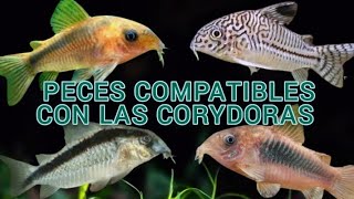 PECES COMPATIBLES CON CORYDORAS fish corydoras [upl. by Killen]