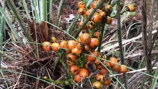 Fruto palmito Chamaerops humilis [upl. by Maire]