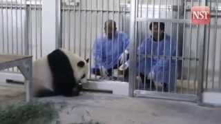 Giant pandas arrive at Zoo Negara [upl. by Foulk]