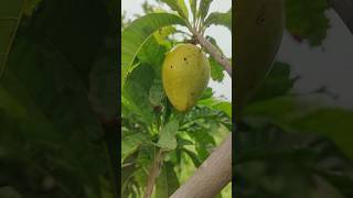 Egg fruit in our Ramanujans garden canistel fruit exotic fruits naturefarm [upl. by Llenaej313]