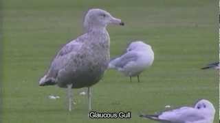 An eye for Iceland and Glaucous Gulls [upl. by Rame]