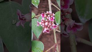 Flower of unripe starfruit 🌸🌸🌸SUBSCRIBE nature flowers short delicate viral shorts omg [upl. by Georges253]