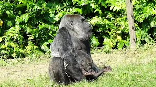 Baby Gorilla Makongo Finishes a Whole Milk Bottle amp Enjoys Time Outside with Mom [upl. by Eibor]