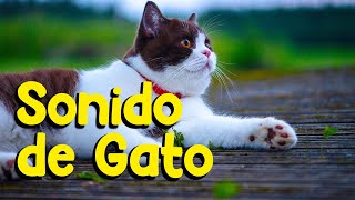 Sonido de gatos Gatos e gatitos maullando [upl. by Aleirbag239]