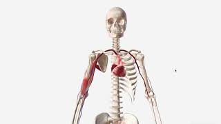 Brachial Artery  Anatomy Branches amp Relations [upl. by Abil]