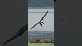 Majestic bald eagle spotted in Minnesota neighborhood [upl. by Hum424]