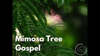 050524  Mimosa Tree Gospel [upl. by Filide]