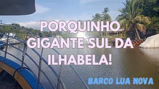 Pescaria Sul da Ilha Bela Pegadeira de Porquinhos Gigantes Confira Aqui [upl. by Elfrieda125]