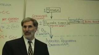 Professor Fink explains CELLULAR RESPIRATION Part 4 Glycolysis amp Fermentation [upl. by Hteboj956]