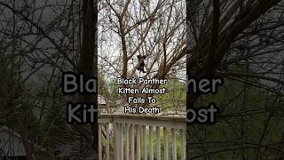 Black Panther Kitten Almost Falls To His Death shorts kitten kitty blackcat panther catlover [upl. by Laekcim]