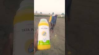 TATA PANIDA HERBICIDE PENDIMETHALIN 30 EC agriculture ytshorts farming viral video [upl. by Nabala]