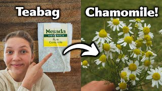 How To Grow Chamomile From A Teabag  Easy and Cheap [upl. by Gabriella]