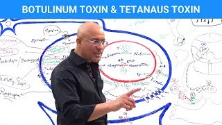 Botulinum Toxin amp Tetanus Toxin Mechanism [upl. by Midge]