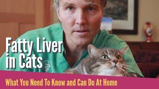 Fatty Liver In Cats What To Do [upl. by Lind]