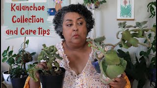 Kalanchoe Collection and Care Tips [upl. by Otreblasiul736]