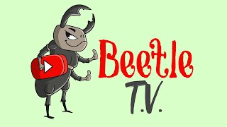 Welcome to Beetle TV My channel for beetle keeping care and tips [upl. by Nylaehs]