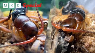 Centipede Eating Show  Munching Insects [upl. by Katonah321]