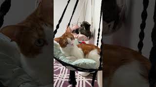 Gatitos Relajados en Hamacas El Momento Más Tierno del Día 🐾😻 [upl. by Mook]