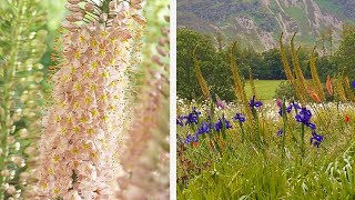 How to Plant Eremurus Summer Guide [upl. by Uoliram]