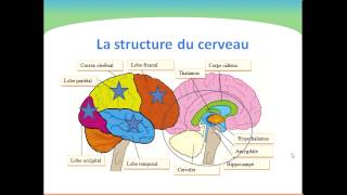 Le fonctionnement de lesprit humain [upl. by Nemhauser]