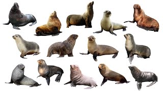 Species of Sea Lions  Fur Seals  Eared Seals  Family Otariidae [upl. by Abana]