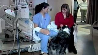 Sepsis Survival after Dog Bite [upl. by Atnahs]