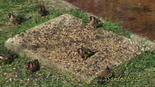 Cardellini Carduelis carduelis [upl. by Azne]