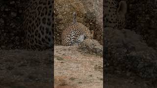 leopardess at jawai wildlife nature leopard shorts [upl. by Anuahsar]