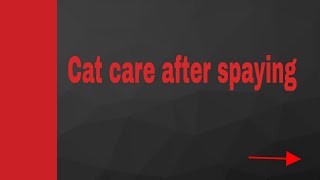 Cat care after spaying [upl. by Aliemaj]