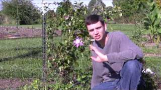 Clematis Care Tips StepByStep Gardening [upl. by Chick154]