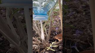 Fabrique ton goutteàgoutte  astuce diy plante jardin [upl. by Lennahc170]