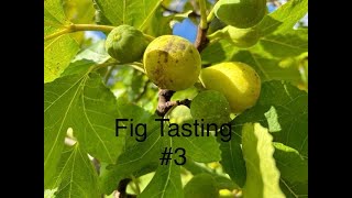 Fig Tasting 3 6 verities [upl. by Adiv]