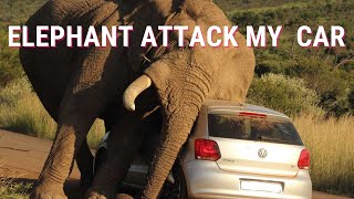 ELEPHANT ATTACKED MY CAR ON GAME RESERVE😱😱😱 [upl. by Jehiel709]