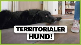 Territoriale AGGRESSION beim Hund beruhigen So kannst du ihm helfen zu entspannen [upl. by Esirahs]