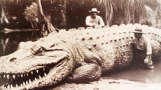 Top 10 Largest Crocodiles In The World [upl. by Nitza]