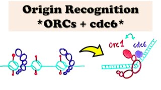 Origin of replication [upl. by Candie]