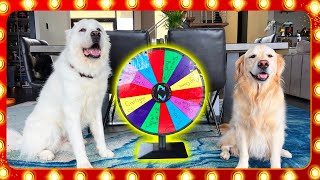 THE DOG GAME SHOW You wont believe what happened [upl. by Oria]