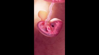 The Heartbeat of Life at 8 Weeks science [upl. by Thorsten]