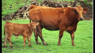 Tarentaise Cattle  Interesting Facts [upl. by Anirtac]