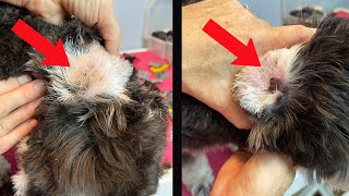 Plucking Dogs Ears How To From A Professional Groomer [upl. by Ruford]