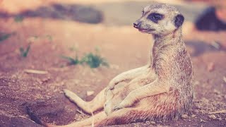 SURICATE  Movies vs Life 2 [upl. by Jola600]