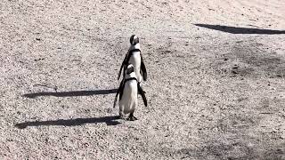 Penguins at Boulders Beach Cape Town sanparks sanparks myyearoftravel penguin [upl. by Yup758]