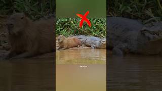 Do Crocodiles Eat Capybaras [upl. by Ahsie]