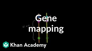 Gene mapping  Biomolecules  MCAT  Khan Academy [upl. by Savick]