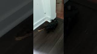 Dwarf caiman handling inside the house [upl. by Carrelli]