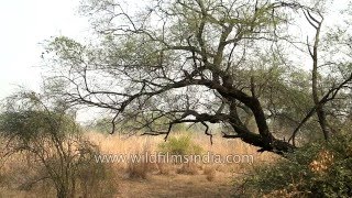 Capparis decidua or dela growing at Python Point Bharatpur [upl. by Auqemahs]