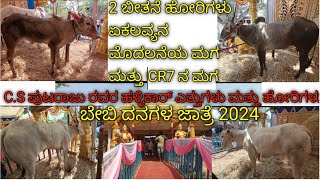 ಏಕಲವ್ಯನ 1st ಮಗ ಮತ್ತುCR7 ನ ಮಗ ಬೇಬಿ ದನಗಳ ಜಾತ್ರೆ  hallikar desicow hallikarstudbull hallikarcalf [upl. by Champagne]